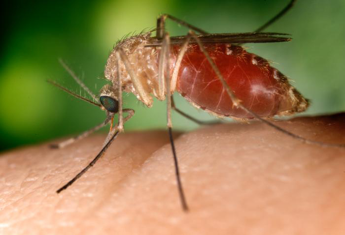 Mosquito Alert: West Nile Virus Detected