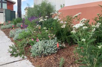  Embracing Monarch Awareness: Creating a Vibrant Haven for Pollinators!