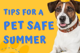 Summertime Pet Safety Tips