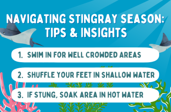 Navigating Stingray Season: Tips and Insights