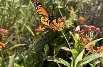 Monarch Garden